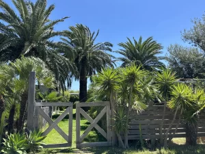 Tropical garden entrance with palm trees and a wooden gate at Villa Almar in Tarifa