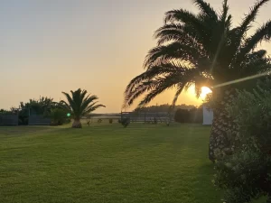 Sunset through the palm trees over the garden at Villa Almar in Tarifa