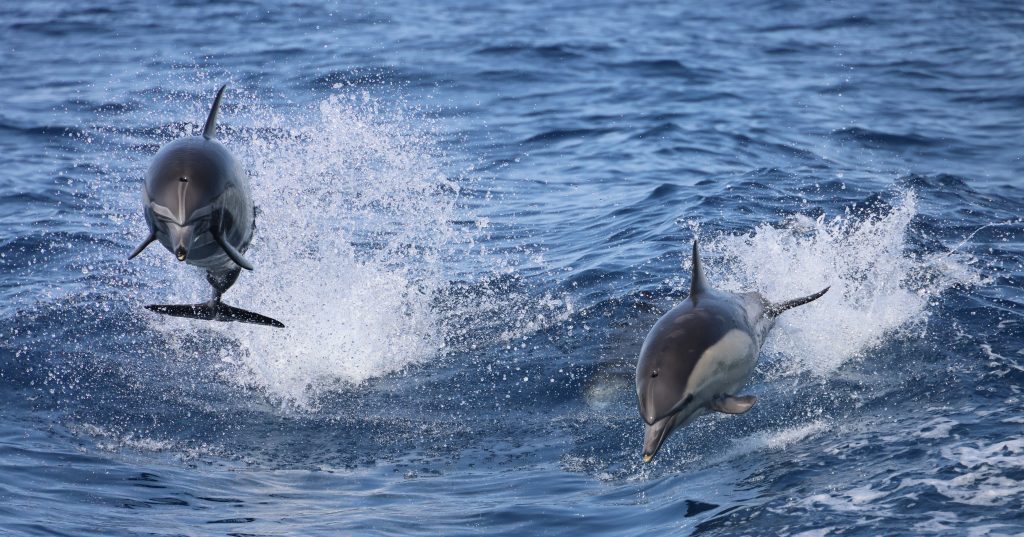 Delfines saltando en el Estrecho de Gibraltar frente a Tarifa